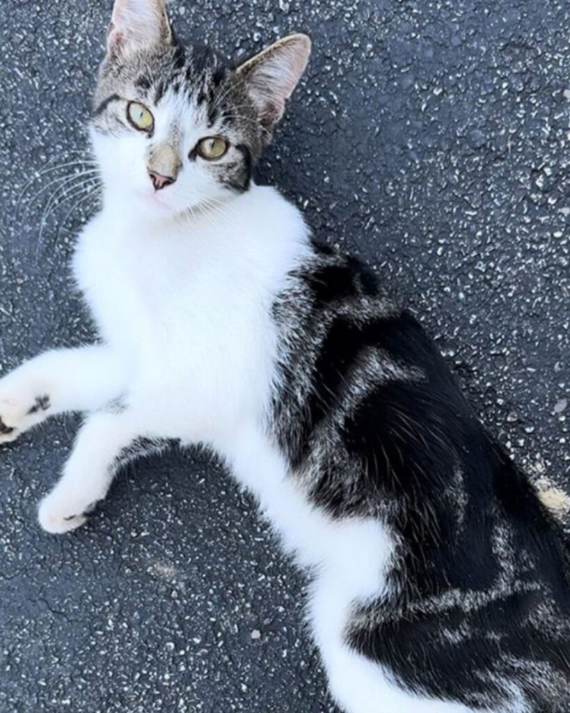 The cat is lying on the asphalt