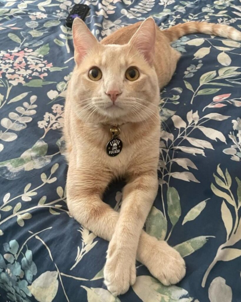 The cat is lying on the bed