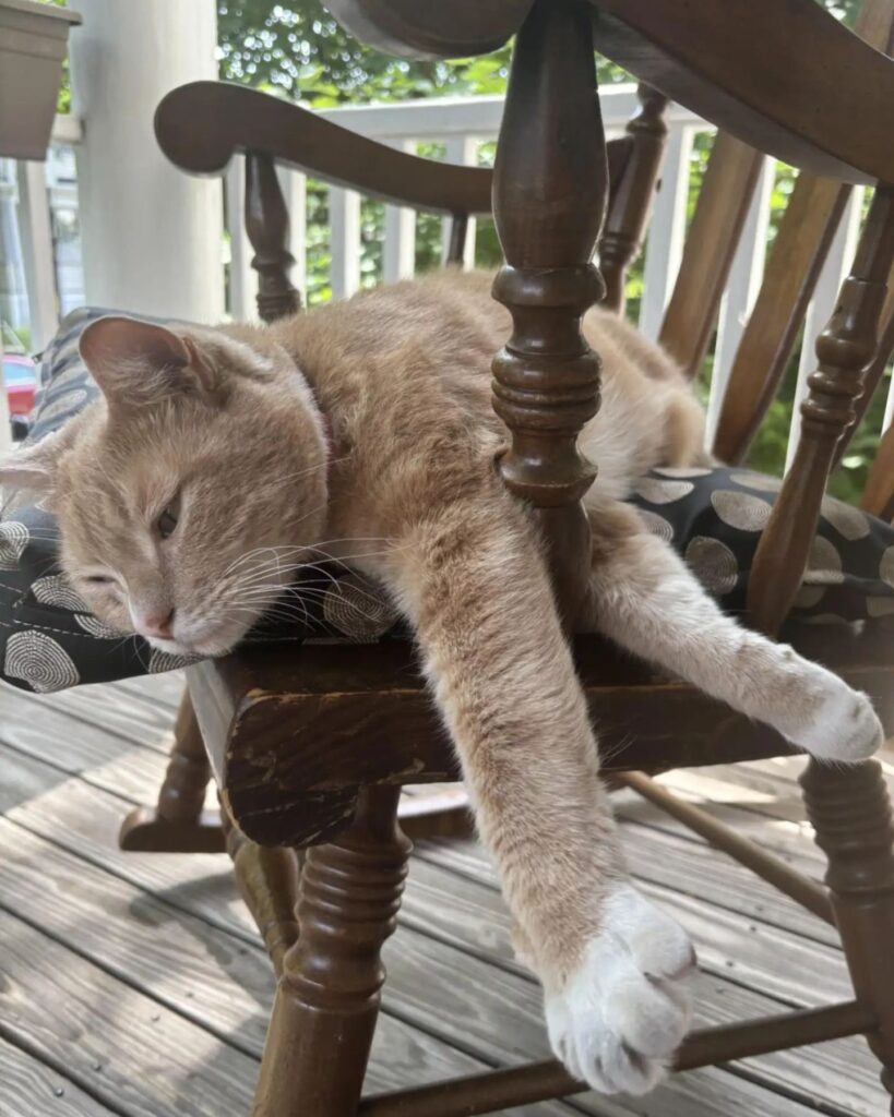 The cat is lying on the chair