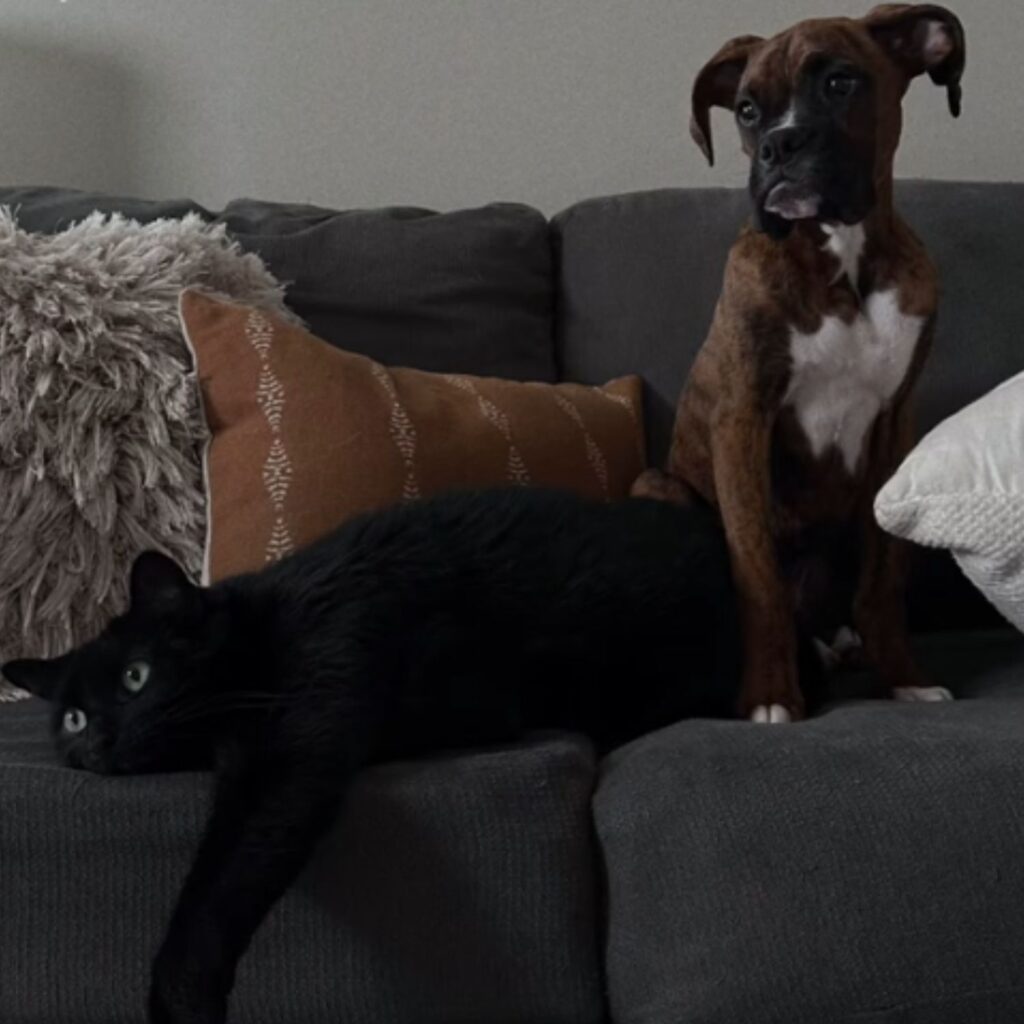 The cat is lying on the couch and the dog is sitting next to it