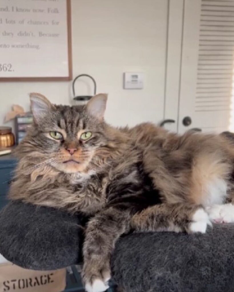 The cat is lying on the scratching post