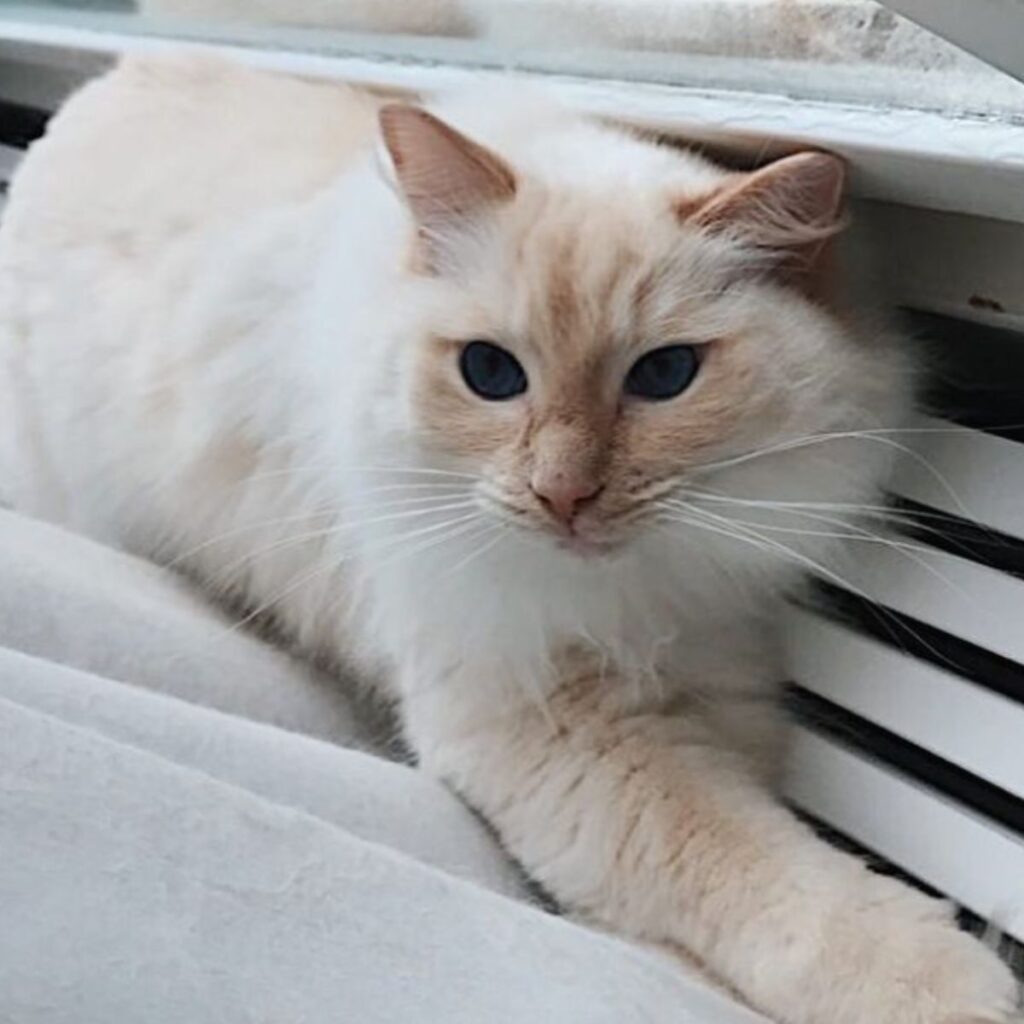 The cat is lying under the window