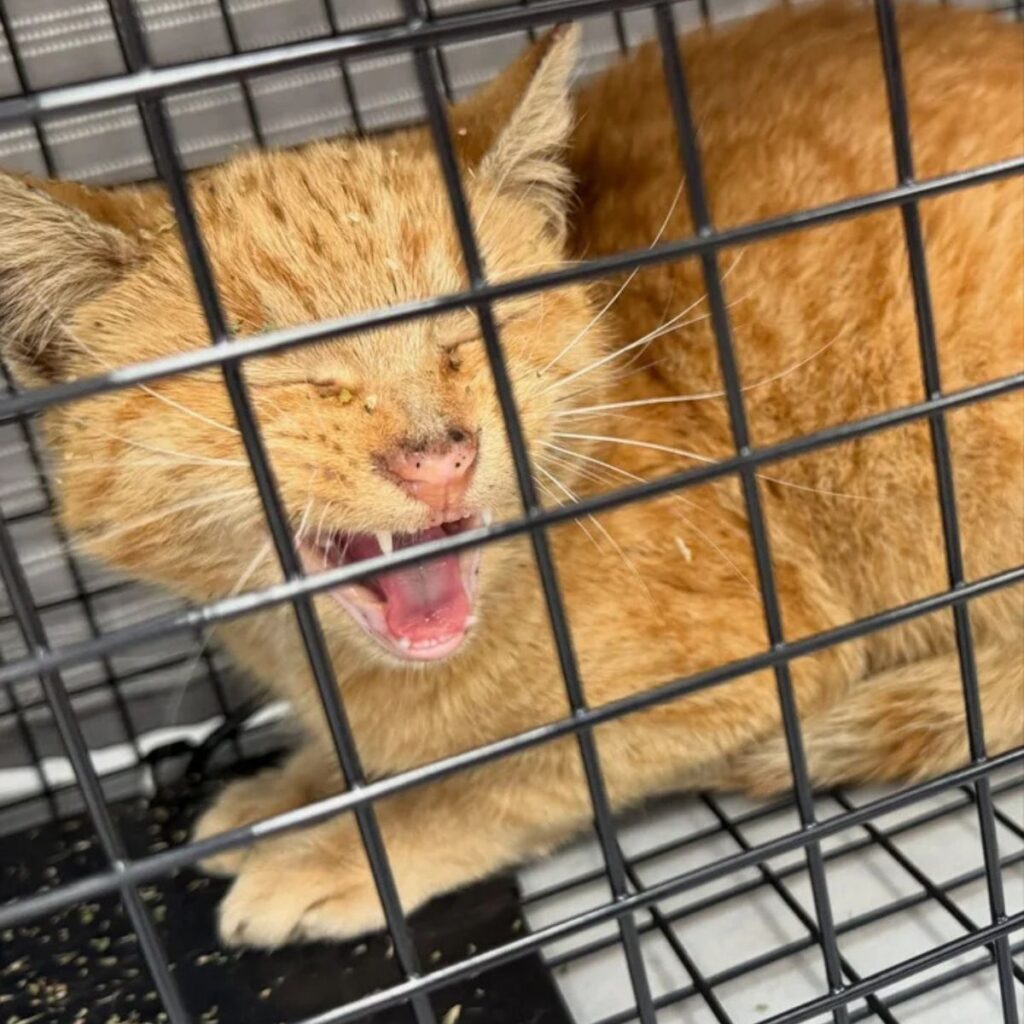 The cat is meowing in the cage