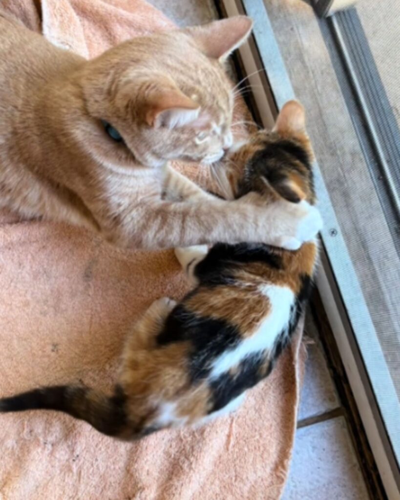 The cat is pawing at its kittens