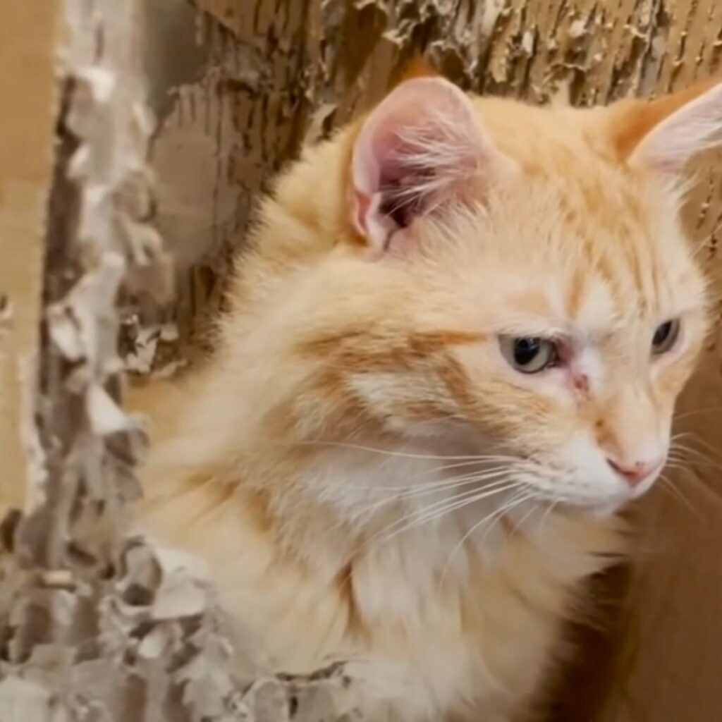 The cat is peeking out of the box