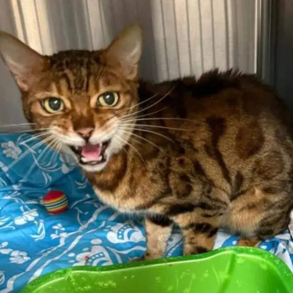 The cat is sitting and looking in front of it