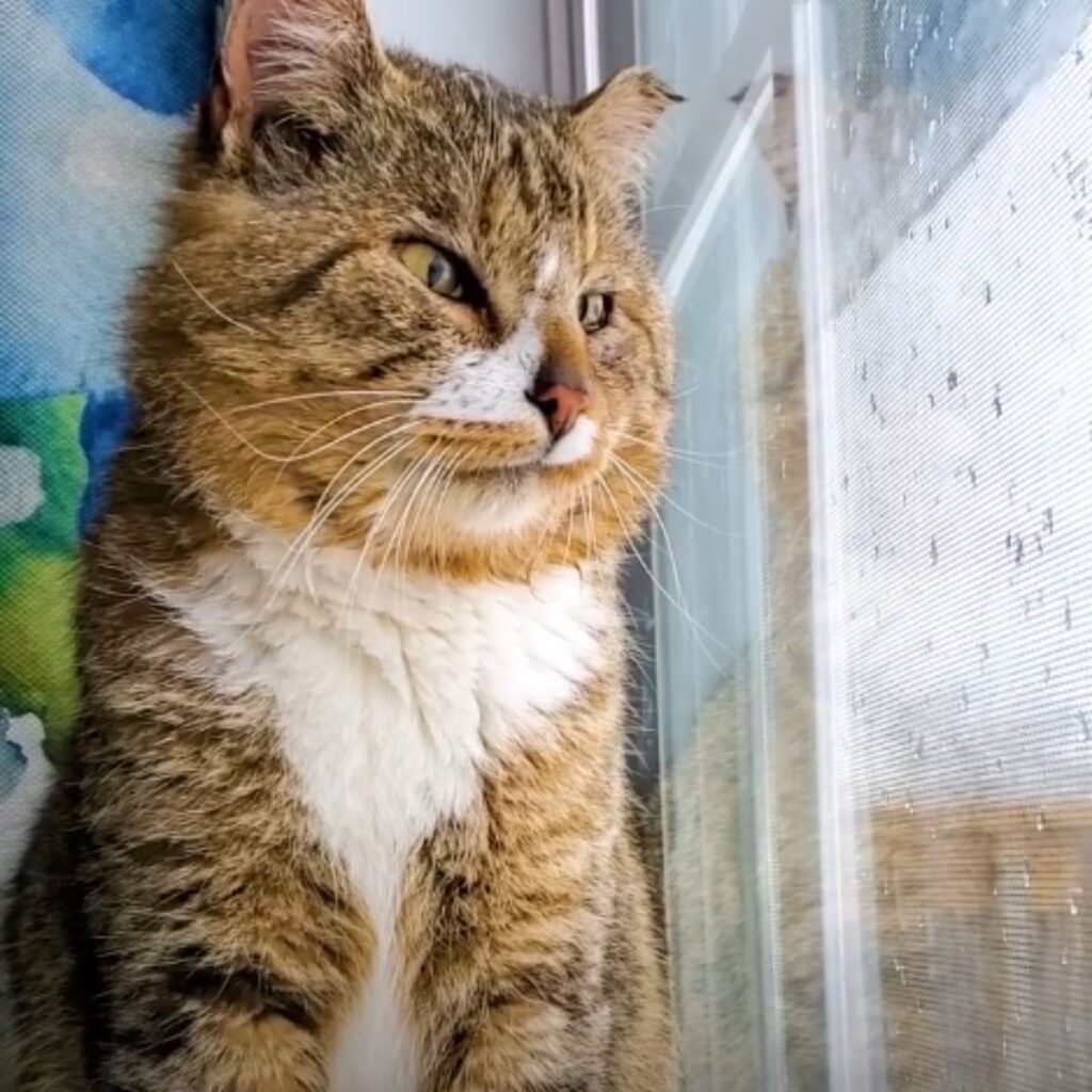 The cat is sitting and looking out the window