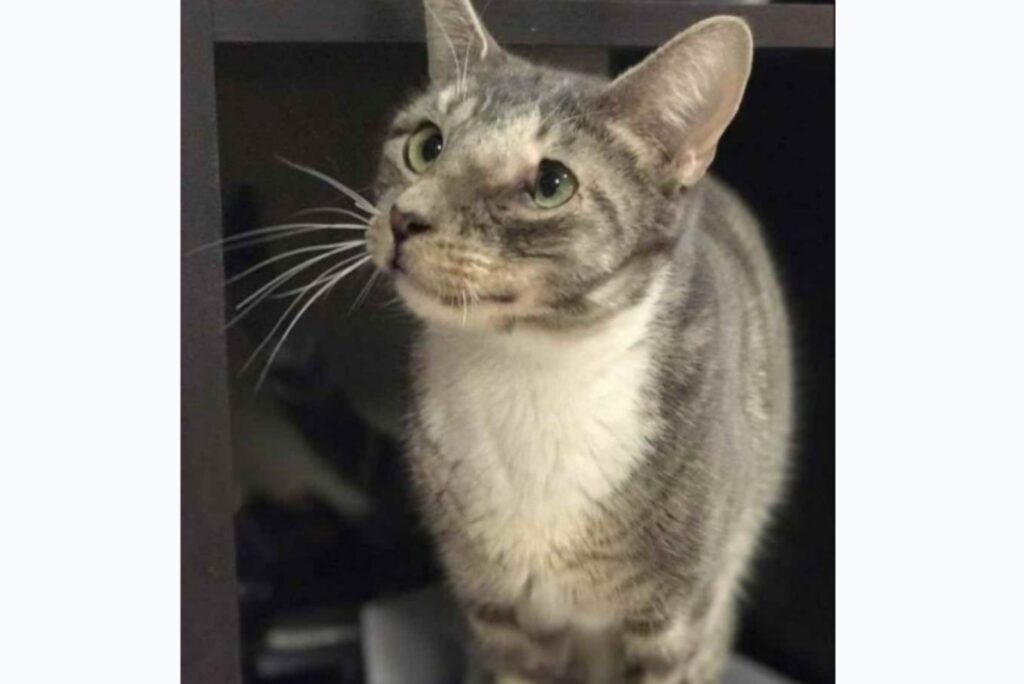 The cat is sitting and looking to the side