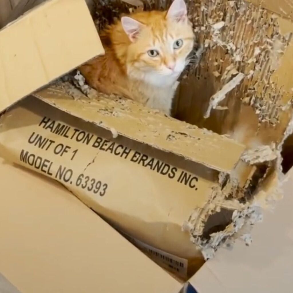 The cat is sitting in a cardboard box