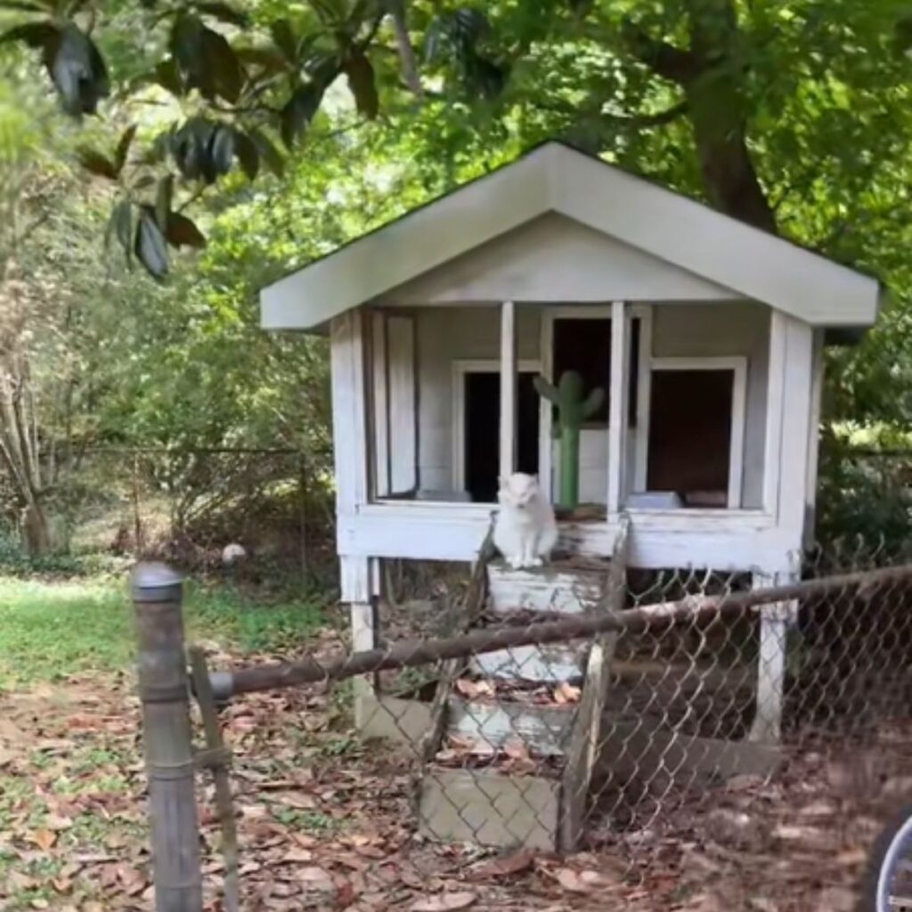 The cat is sitting in front of the small house