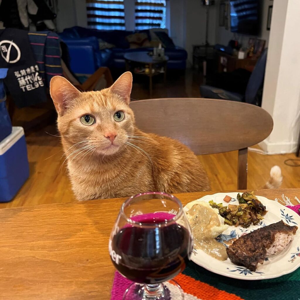 The cat is sitting on a chair