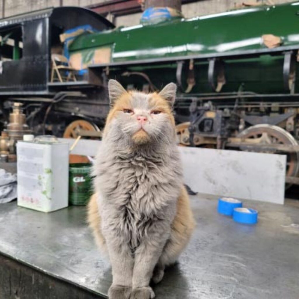 The cat is sitting on the desk