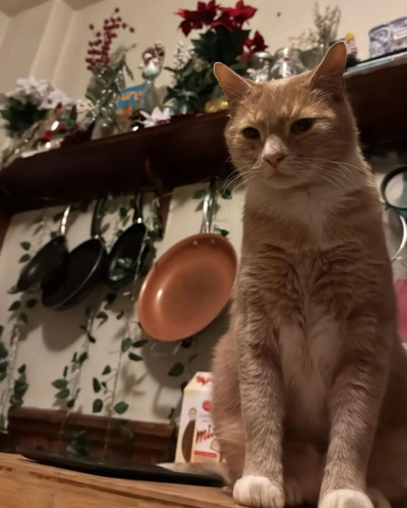 The cat is sitting on the kitchen