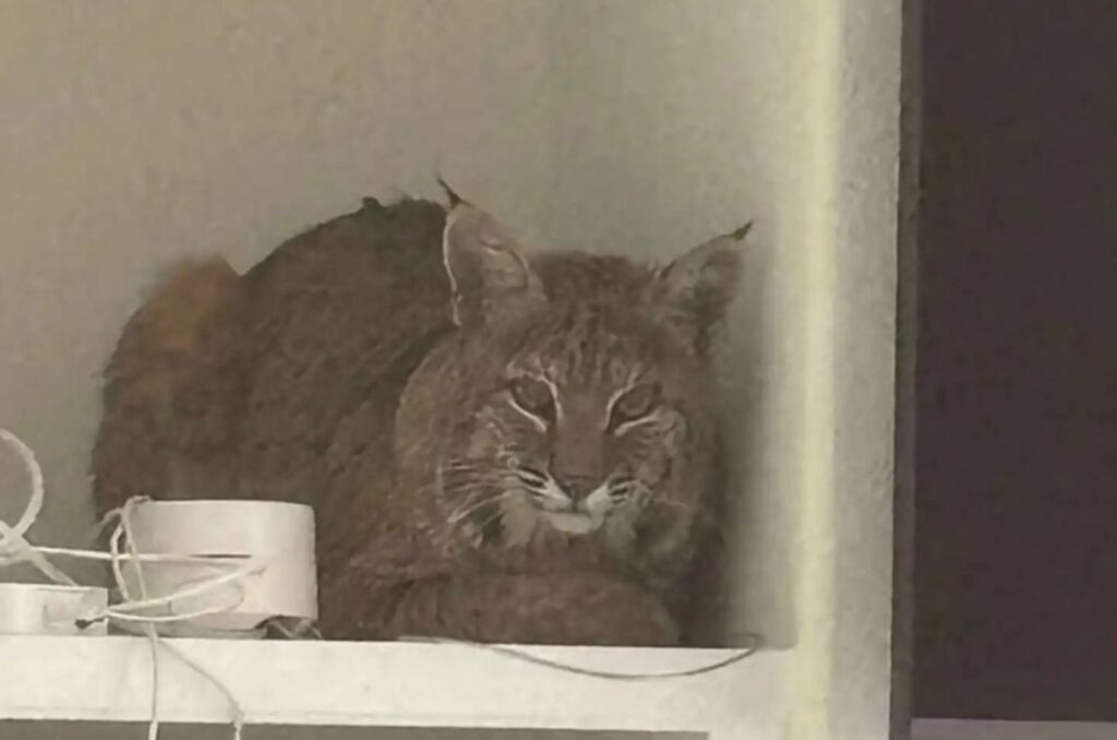 The cat is sitting on the shelf