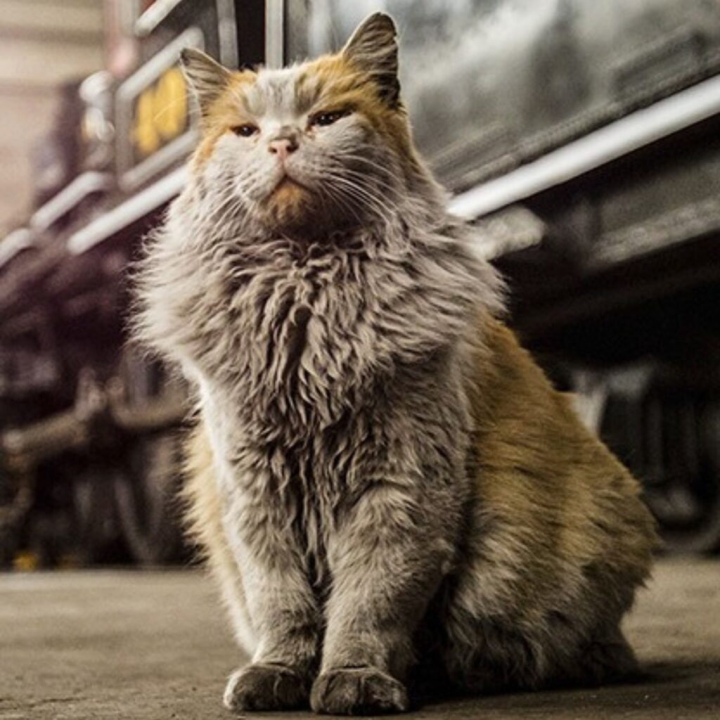 The cat is sitting quietly