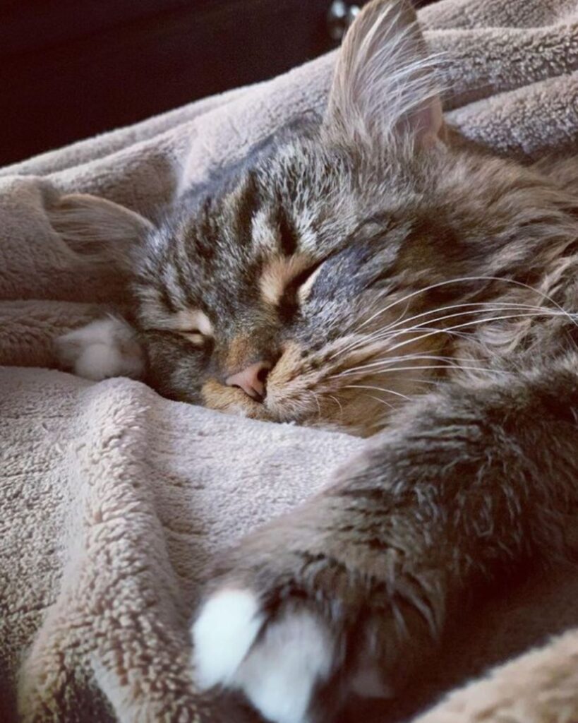 The cat is sleeping on a brown blanket