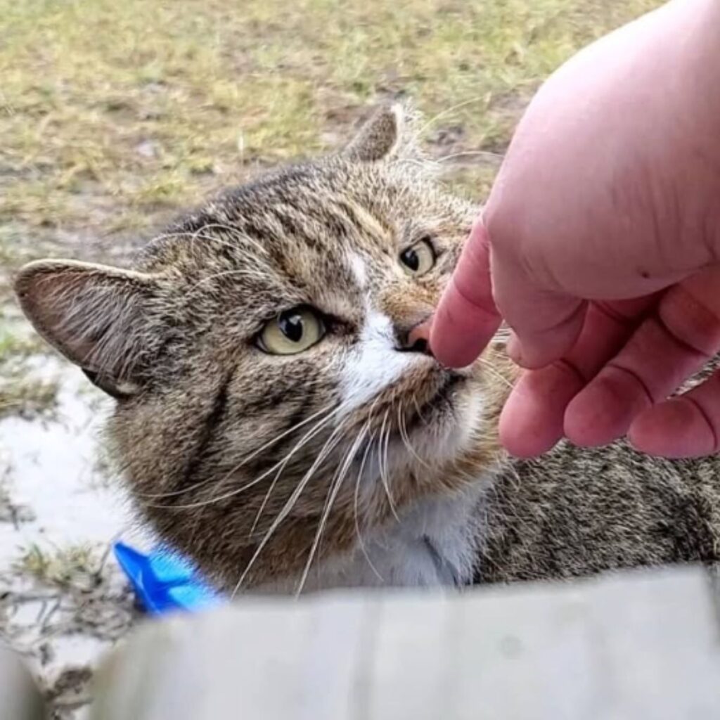 The cat is sniffing the man's finger