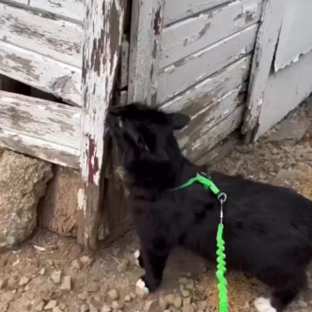 The cat is sniffing the wood