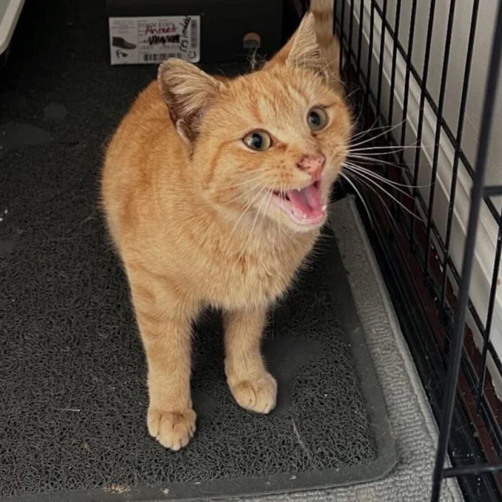 The cat is standing and looking in front of it