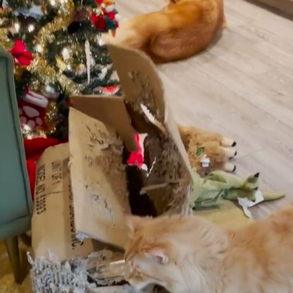 The cat is standing next to a chewed-up box