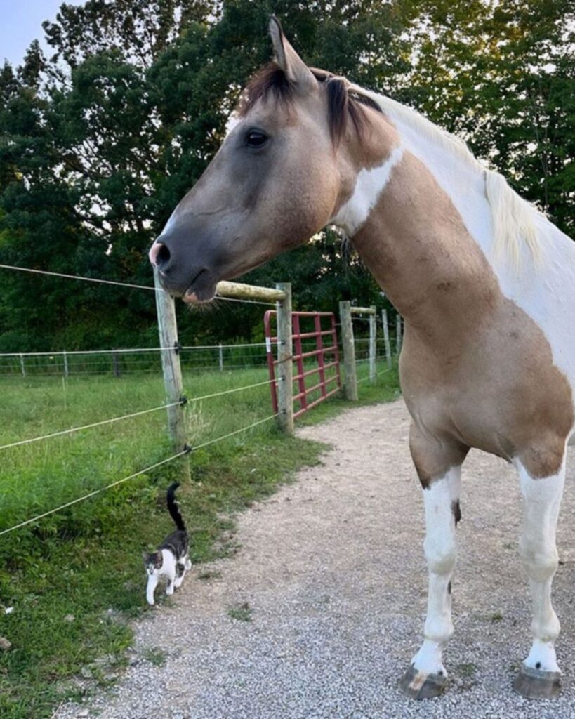 The cat is standing next to the horse