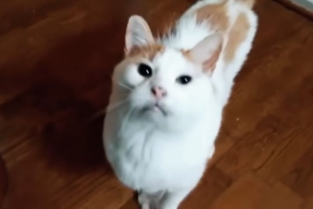 The cat is standing on the laminate