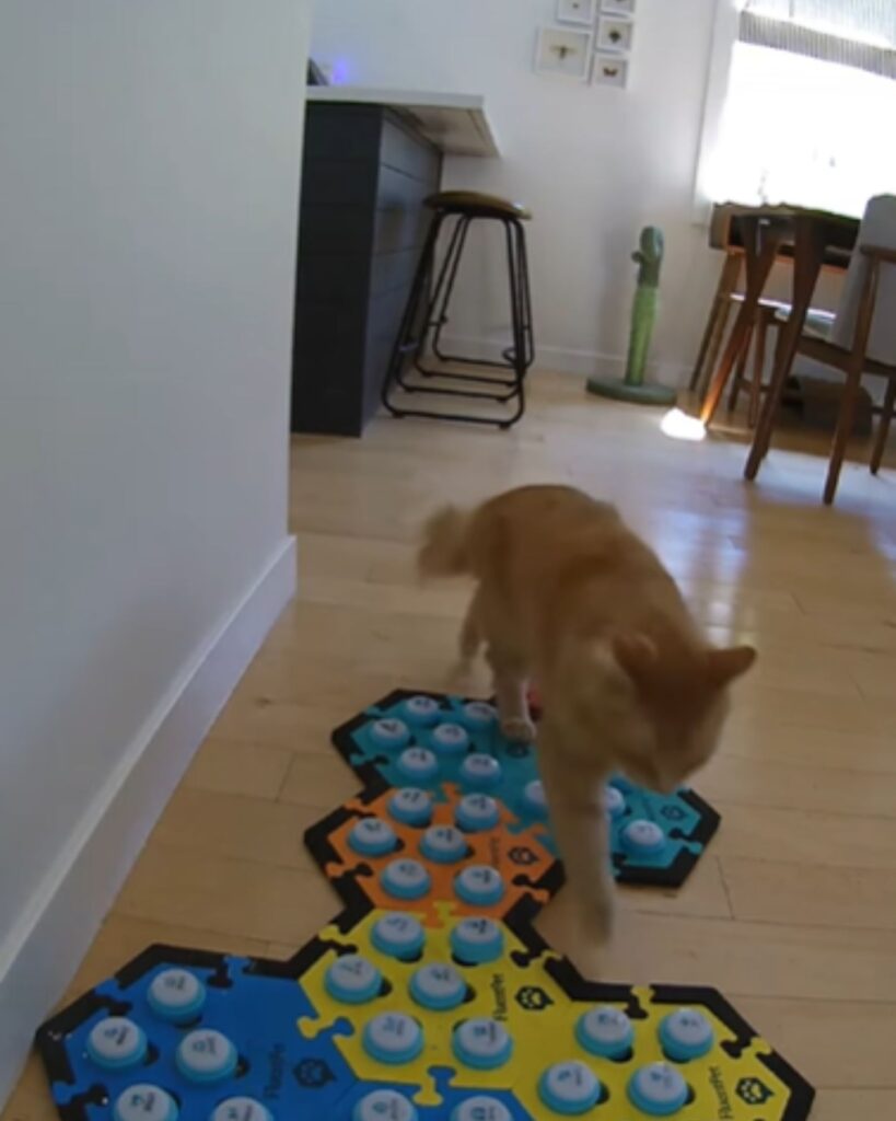 The cat is walking on the toy
