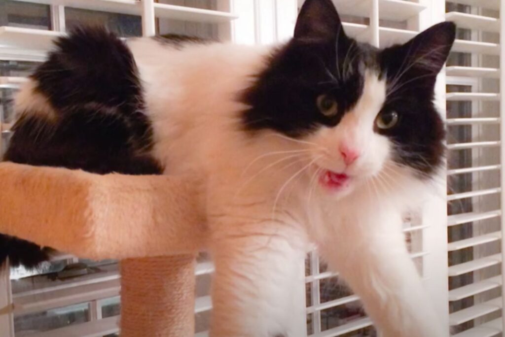 The cat jumps over the scratching post