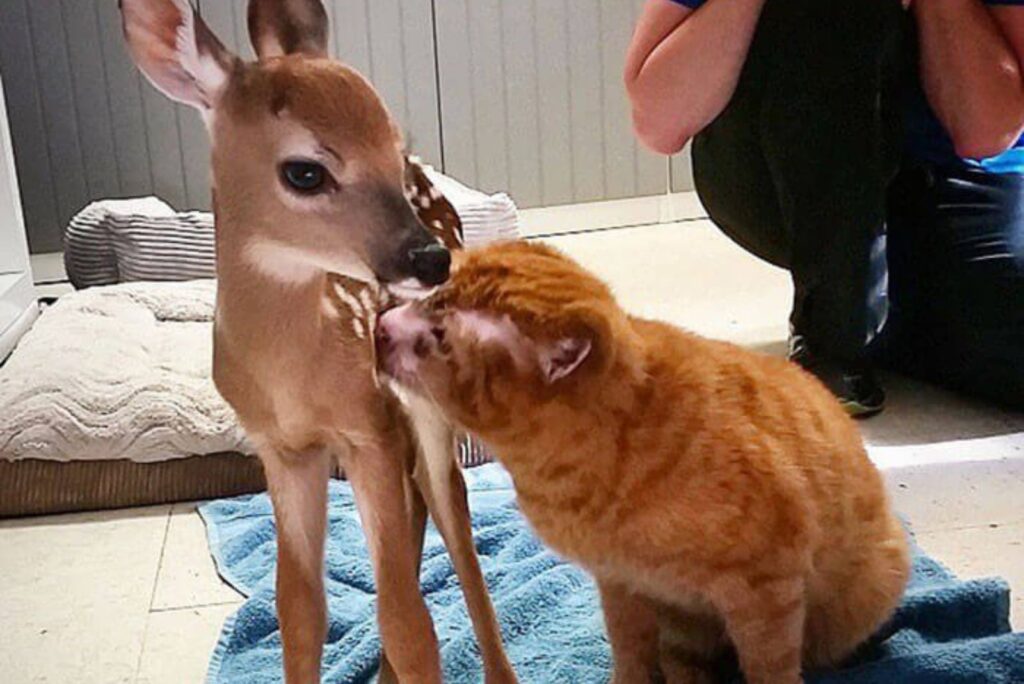 The cat licks the deer