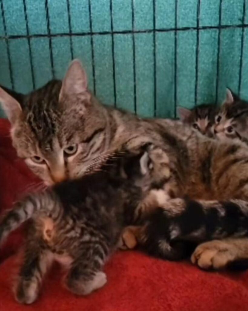 The cat lies down while the kittens climb up her.