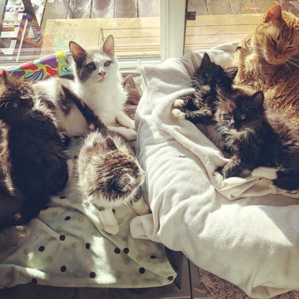 The cat lies next to her kittens