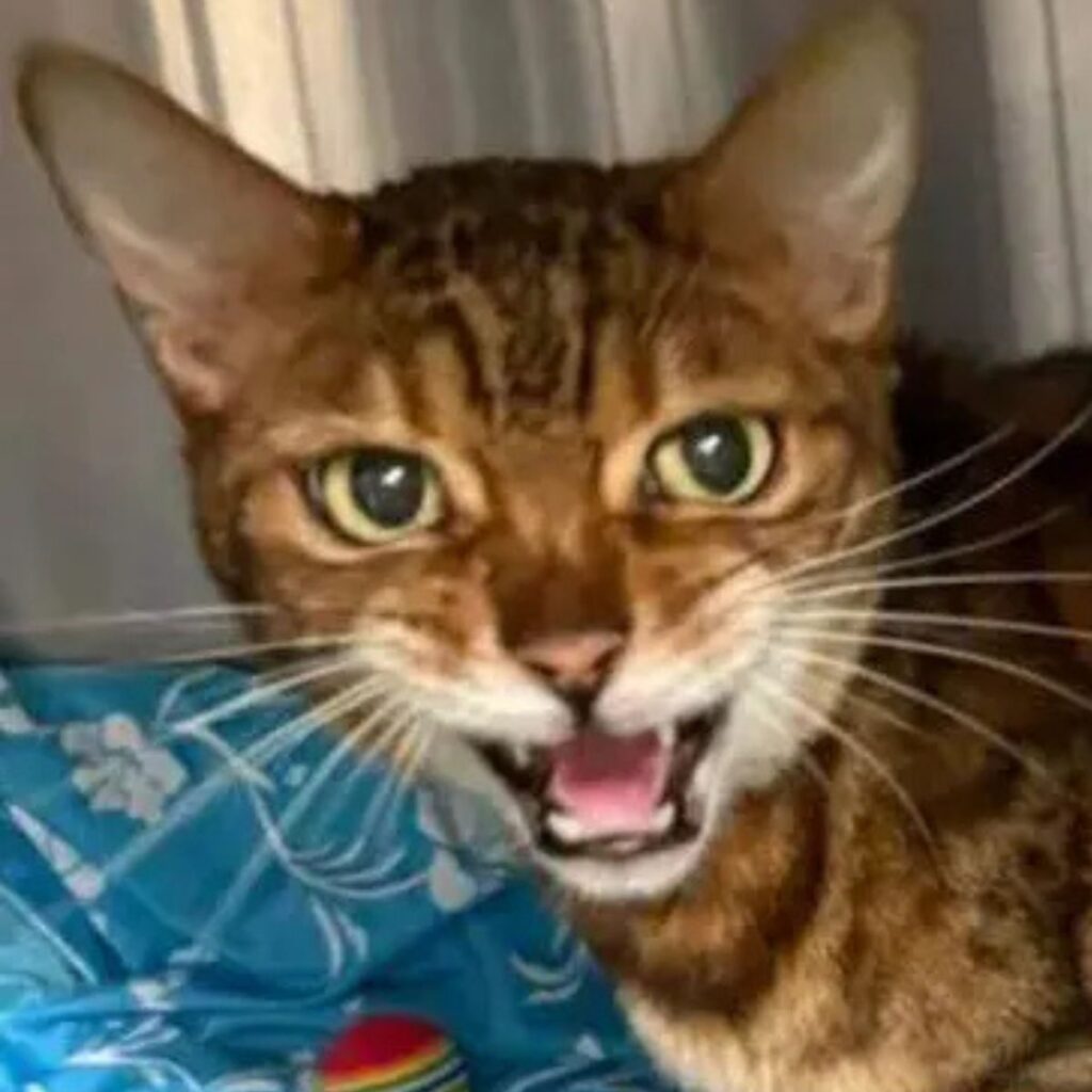 The cat looks and meows