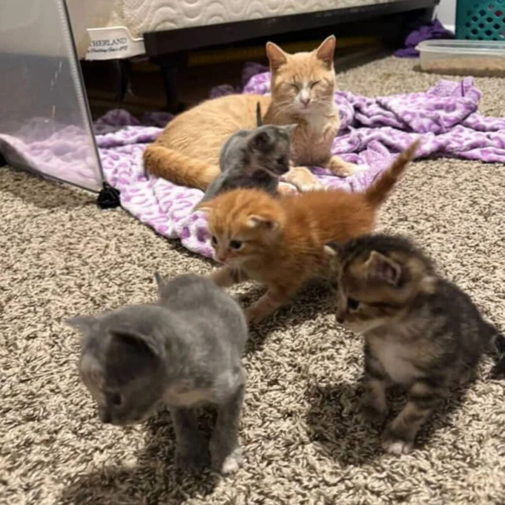 The cat looks at her playful kittens