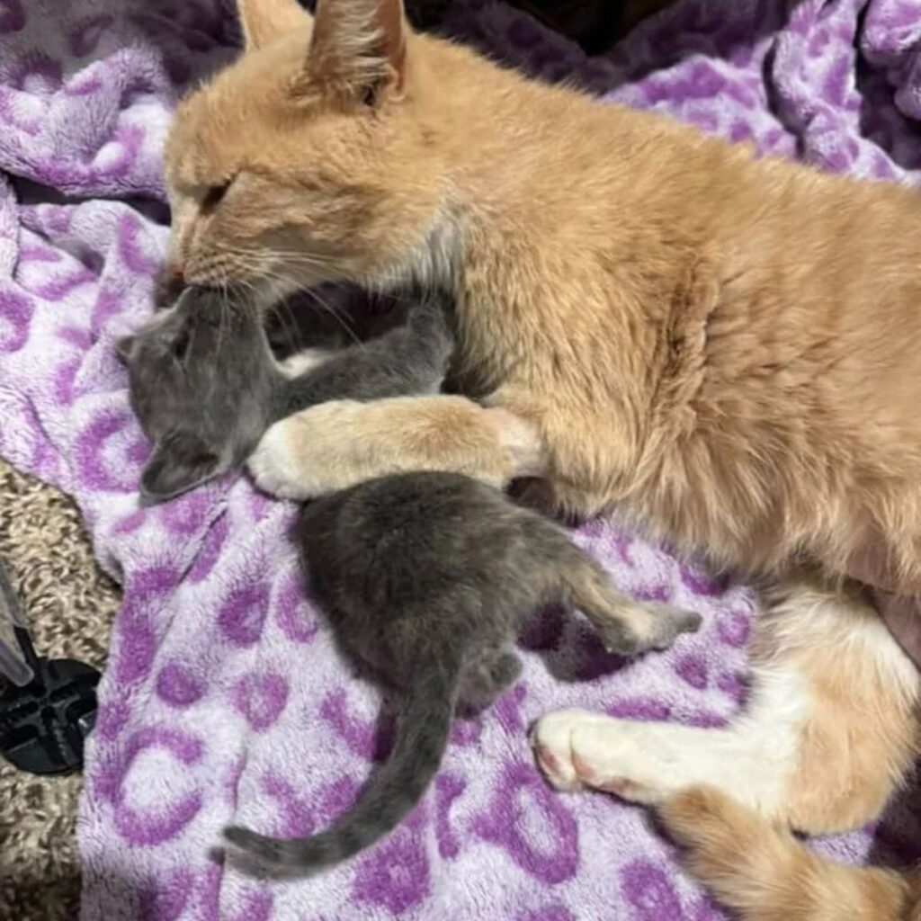The cat loves its kittens