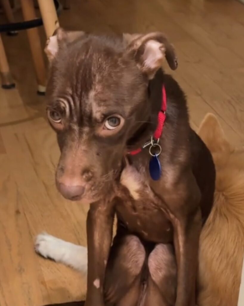 The cat snuggled up to the sad brown dog