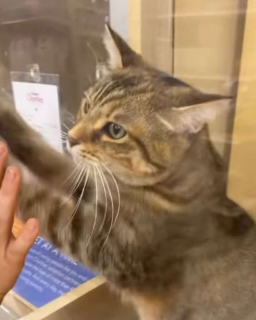 The cat touches the glass with its paw