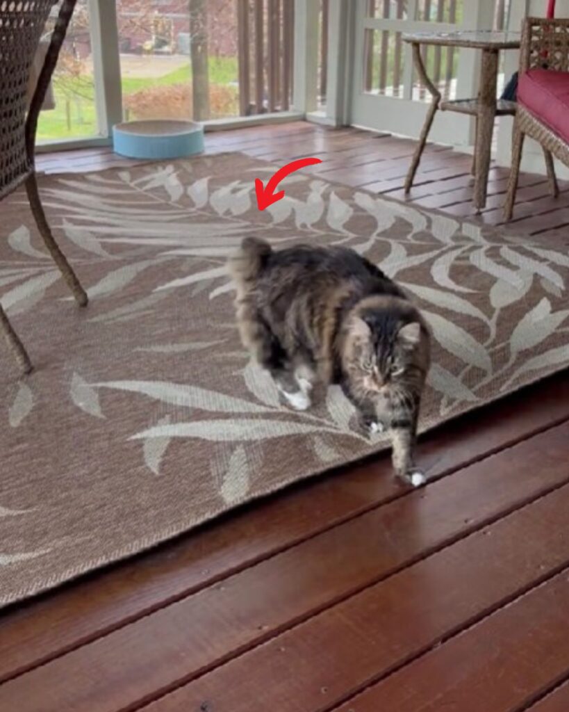 The cat walks with a short tail