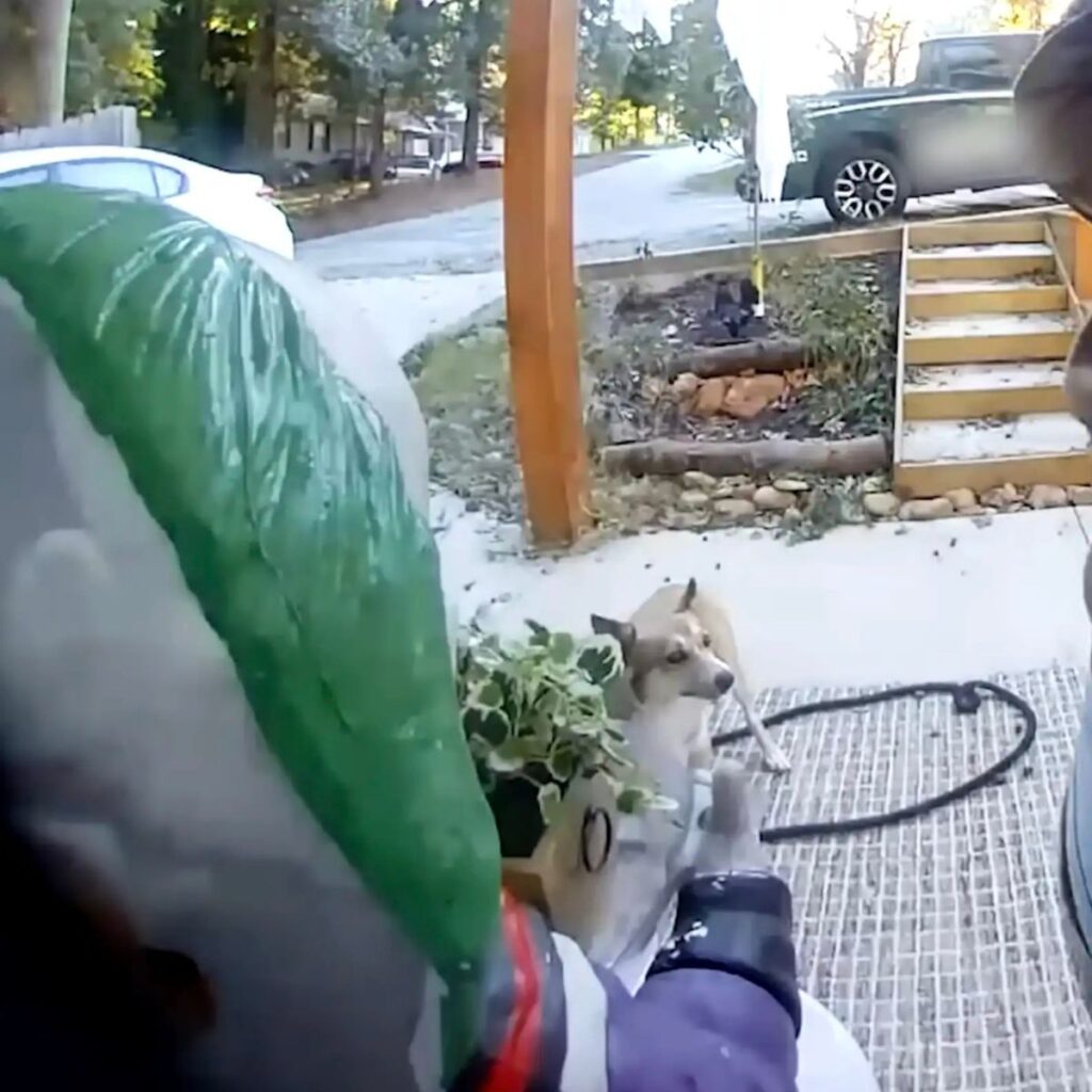 The coyote is standing in front of the garden