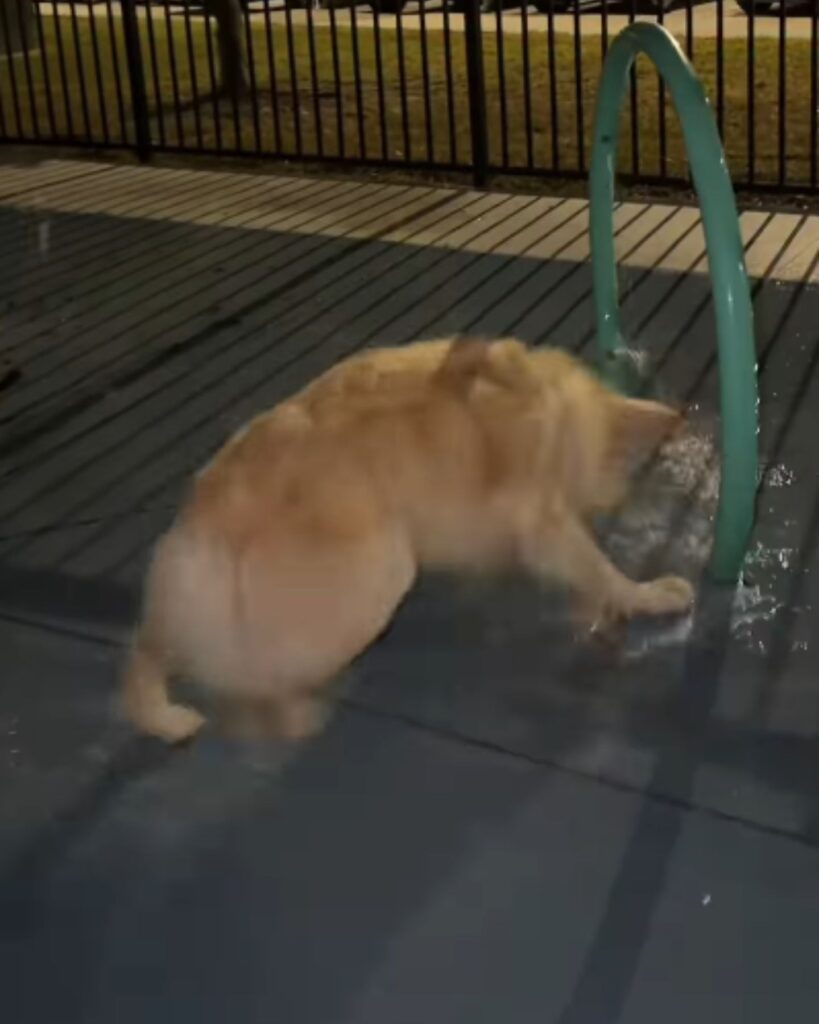The dog approached the water fountain