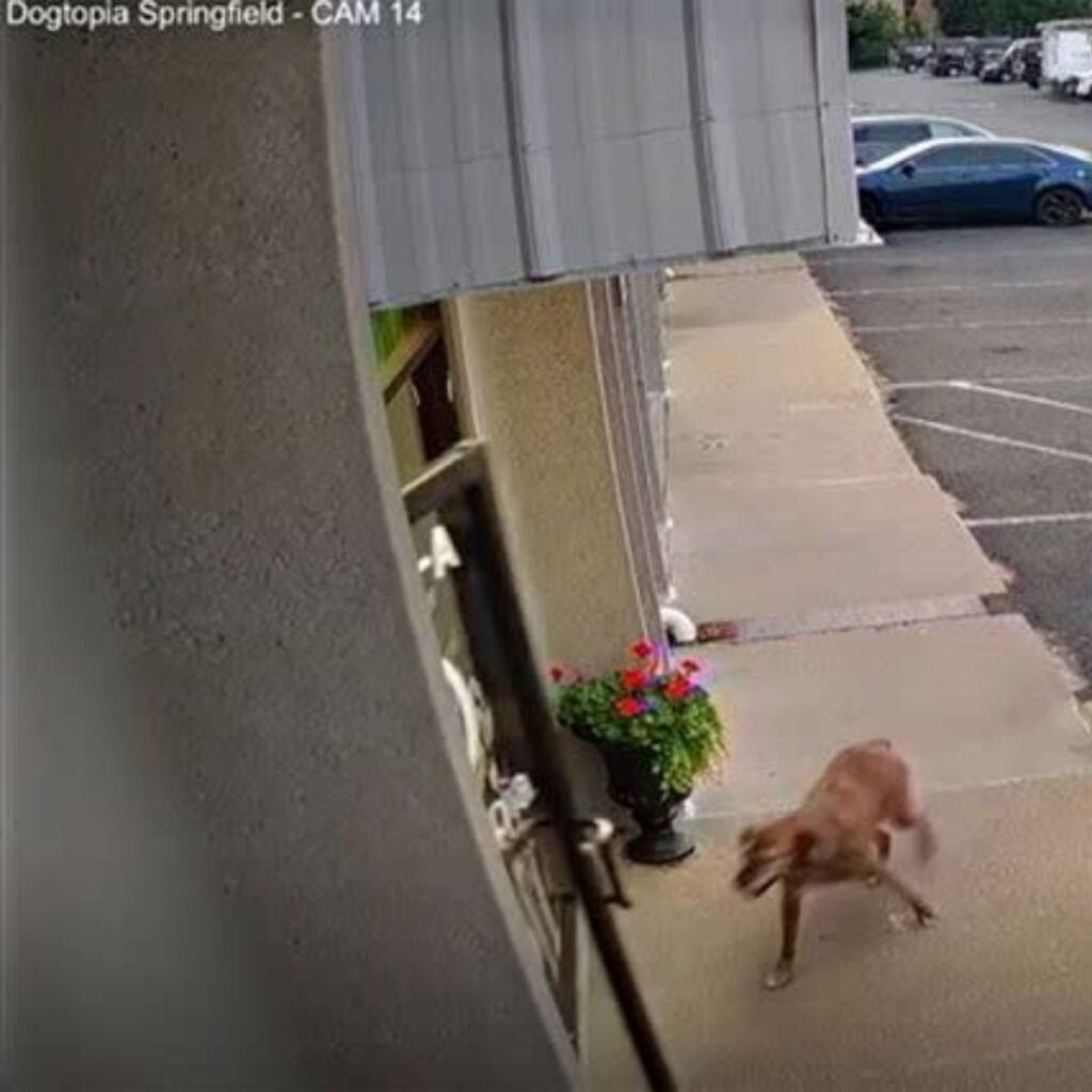 The dog approaches the front door