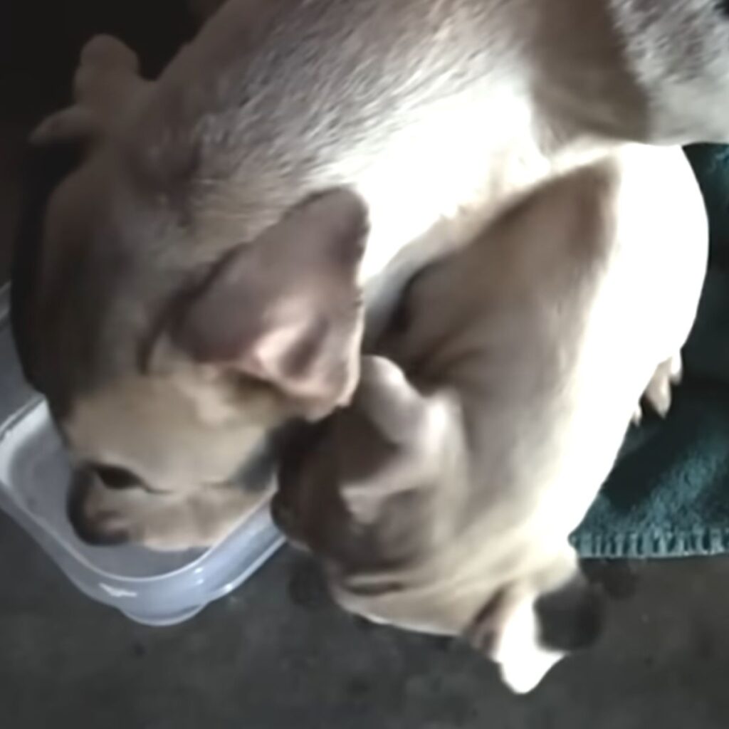 The dog drinks water from a plastic bowl