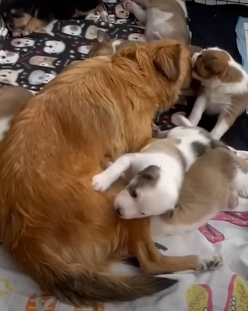 The dog enjoys being with the puppies