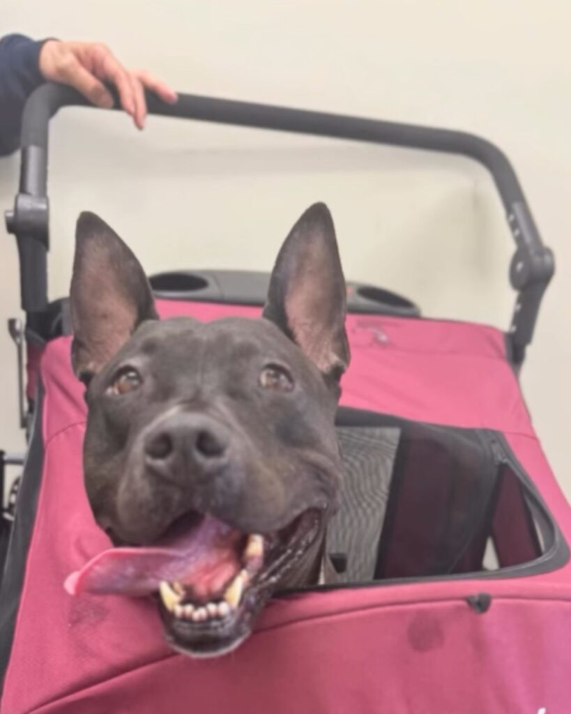 The dog enjoys the stroller