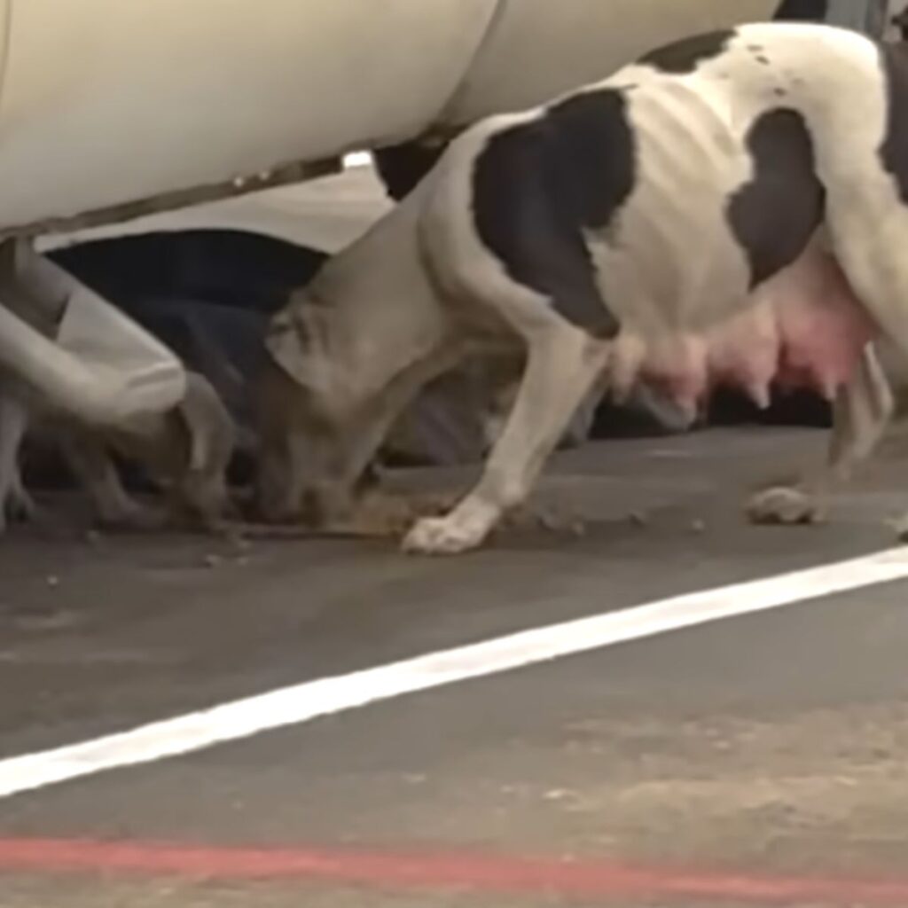 The dog finds its puppies and sniffs them