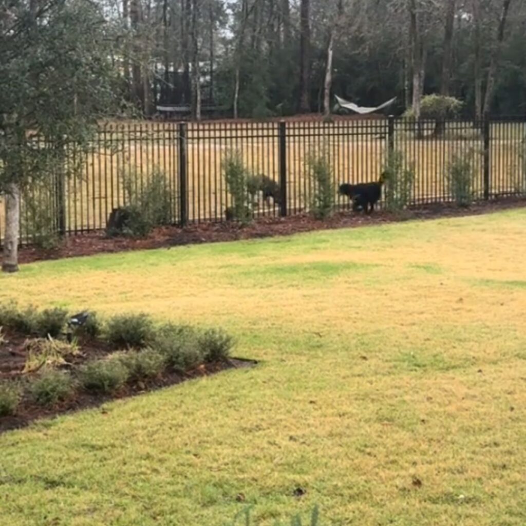 The dog is barking at the fence