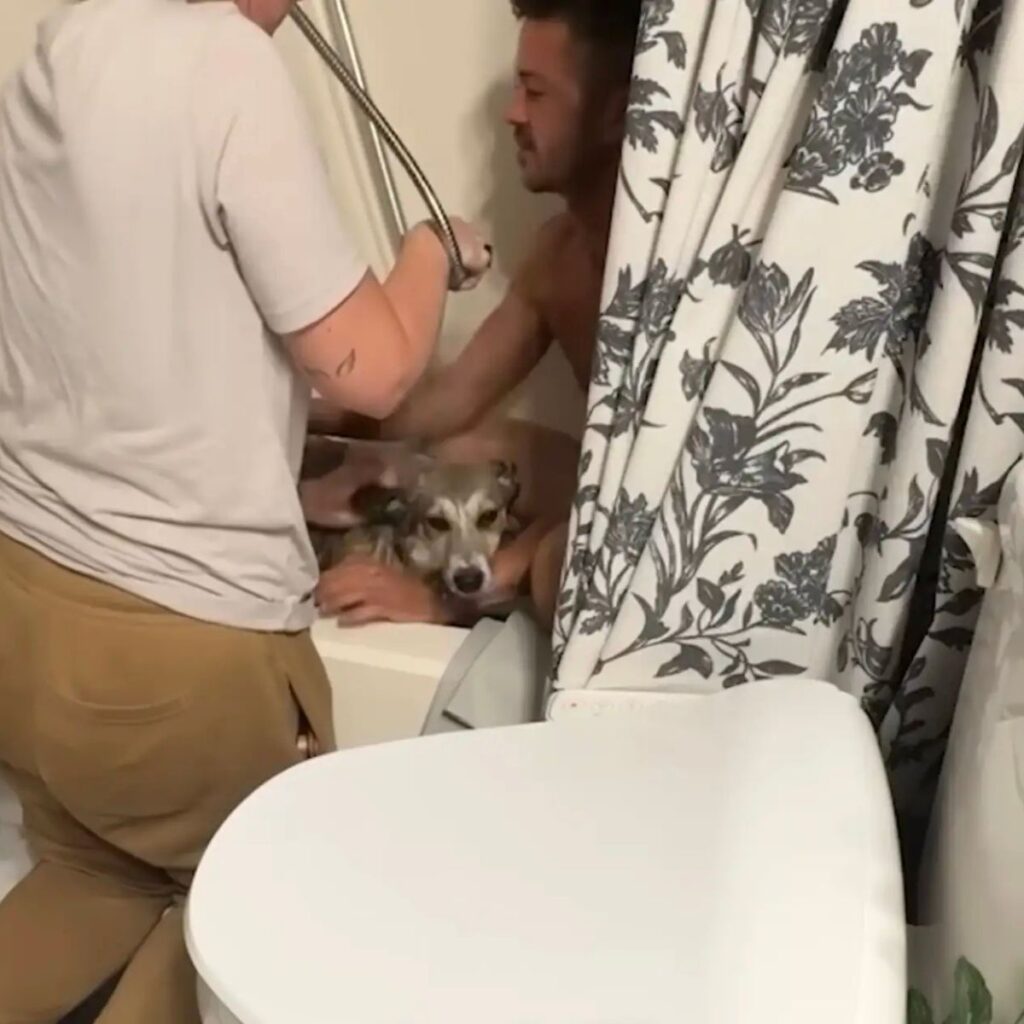 The dog is bathing in the bathtub with the man