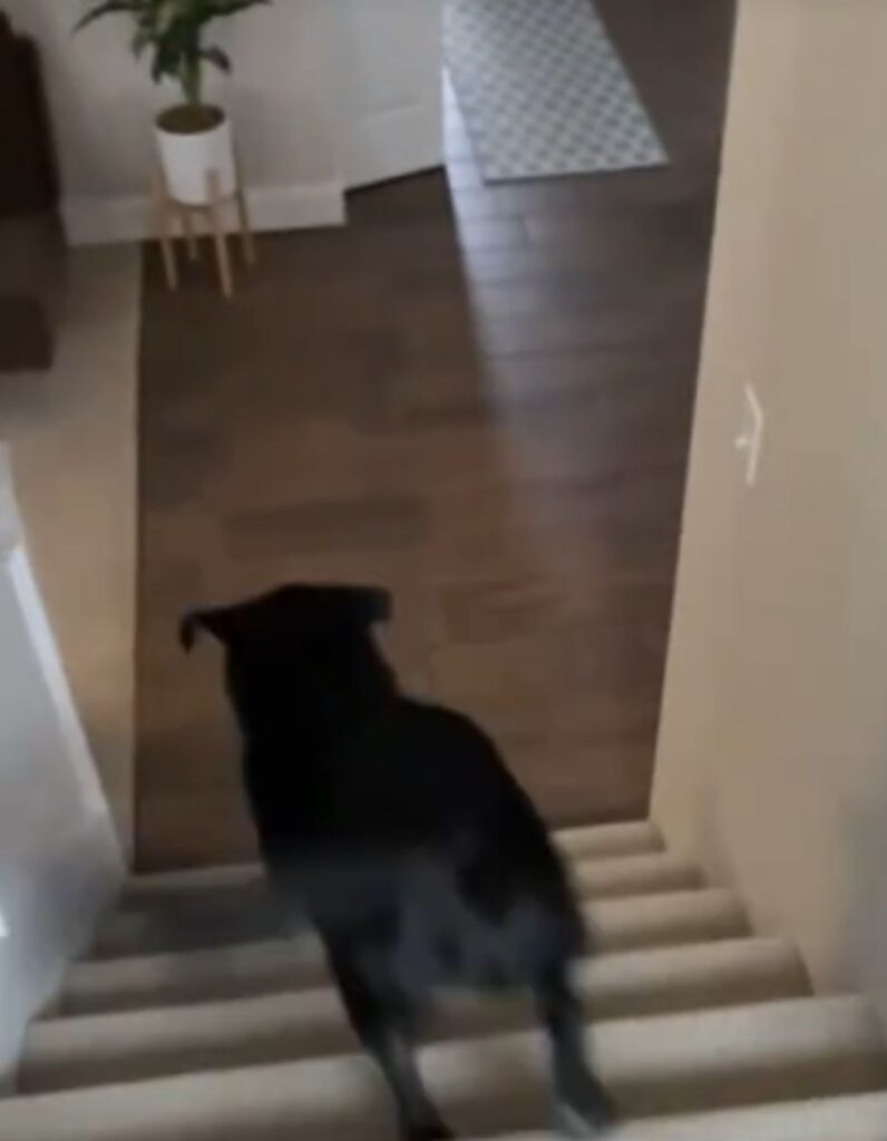 The dog is coming down the stairs