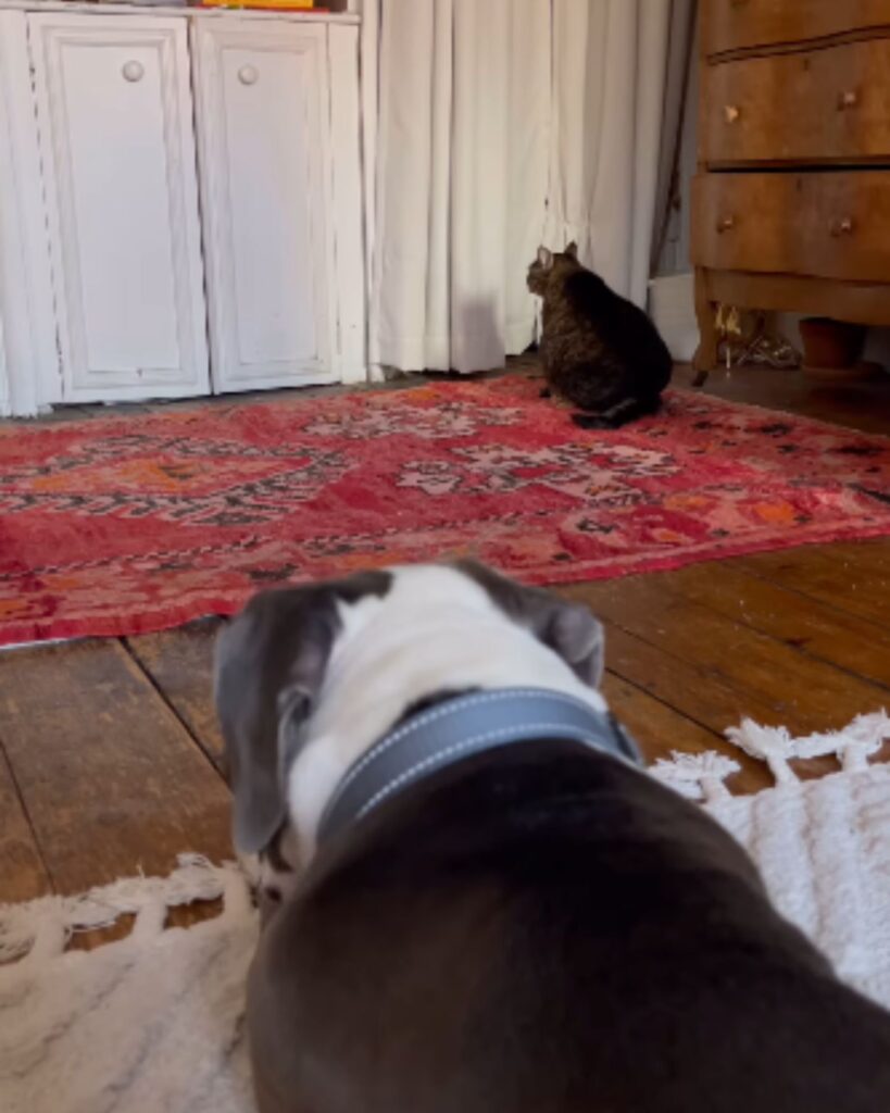 The dog is looking at the sitting cat