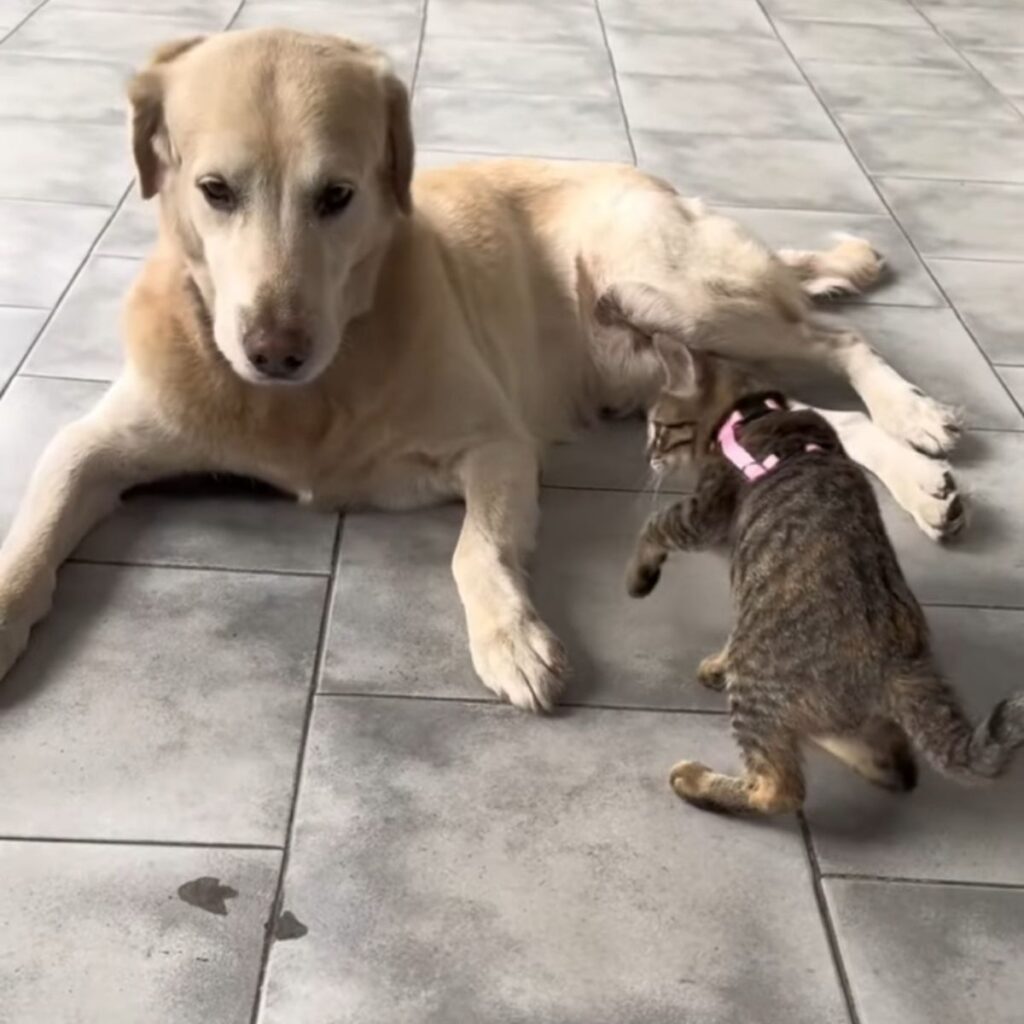 The dog is lying down, the cat is approaching him