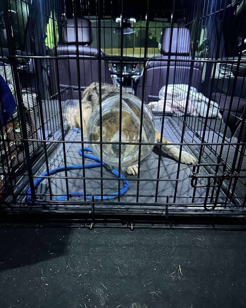 The dog is lying in a cage with a bottle on its head
